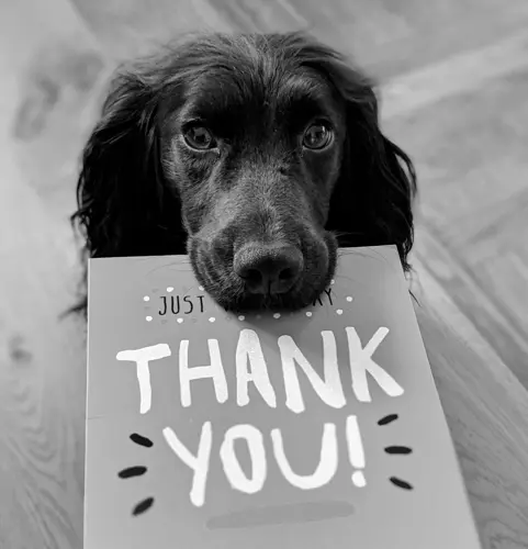 dog with thank you card